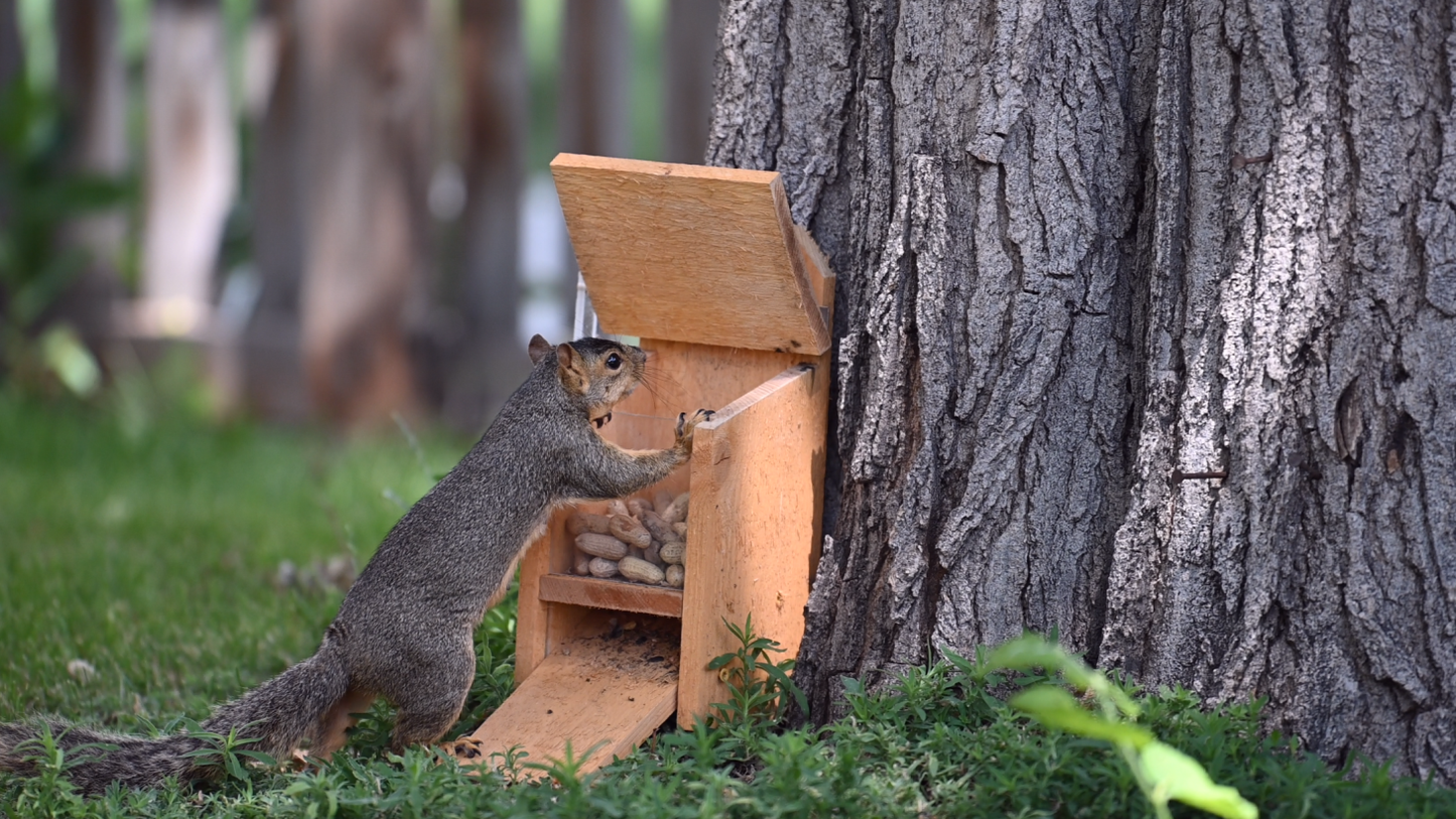 Squirrel Feeder with Lid Lift Mechanism Plans